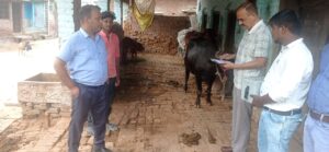 नगराम: खुरपका-मुंहपका नियंत्रण अभियान का निरीक्षण, टीकाकरण तेज 