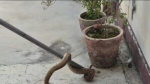 दरोगा के कमरे के पास मिला रसेल वाइपर, वन विभाग की टीम ने सुरक्षित पकड़ा